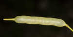 Cedar gladecress